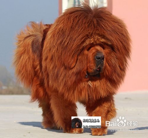 藏獒犬好养吗？