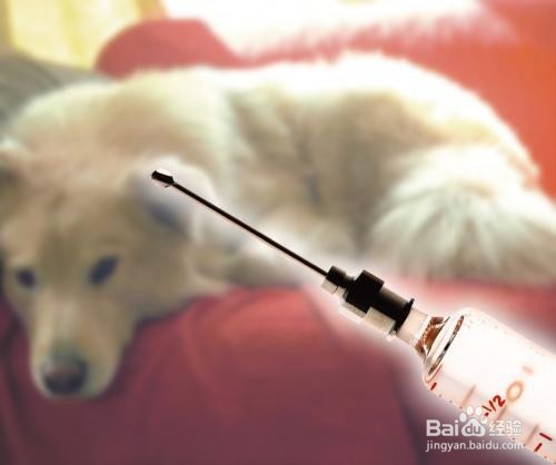 被狗狗咬了一年后，该怎么办