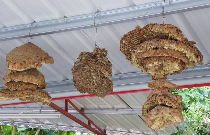 黄蜂窝的药用价值和用法