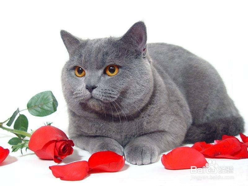 不要以毛取猫——浅谈猫咪的毛色