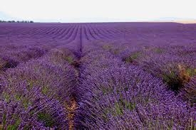 普罗旺斯紫色浪漫之行国际机票攻略