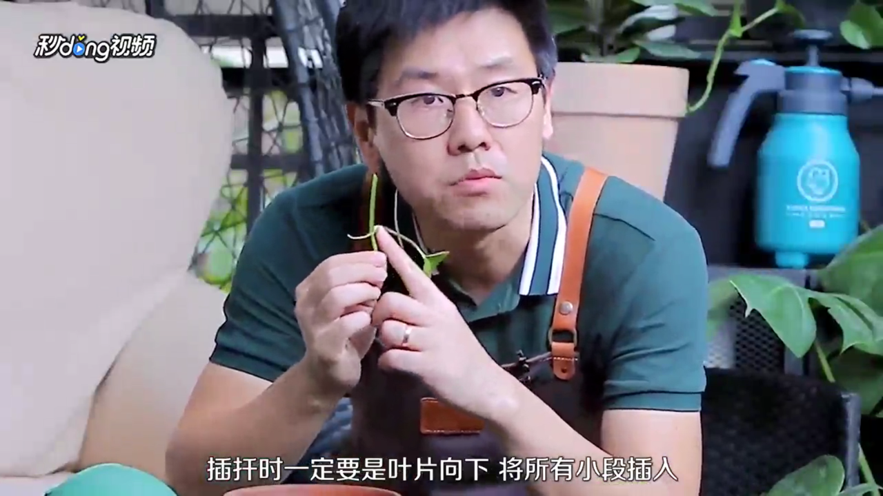 绿萝怎么扦插