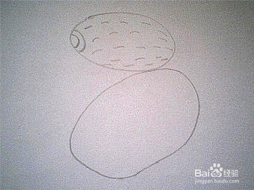简笔画猕猴桃这样画