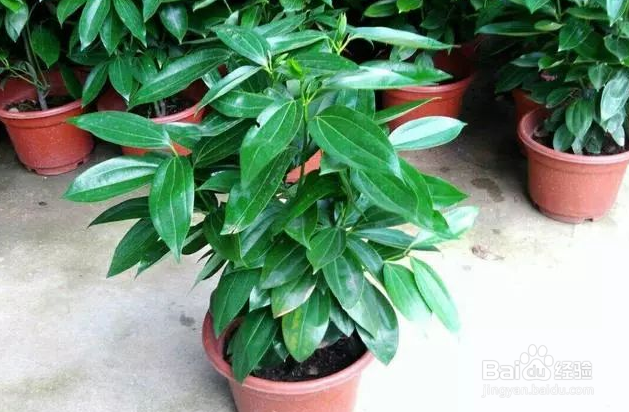 平安树怎么修剪