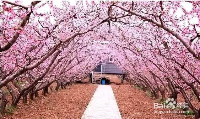 清明节和女友去哪里玩