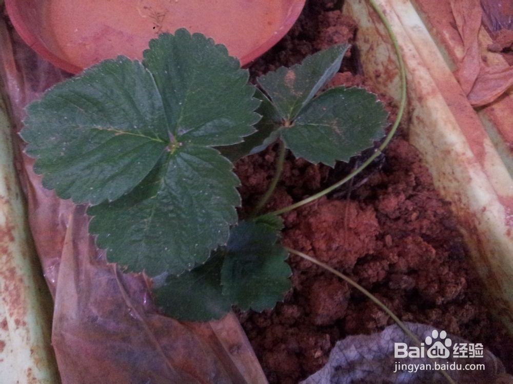 家庭阳台草莓繁殖方法妙招