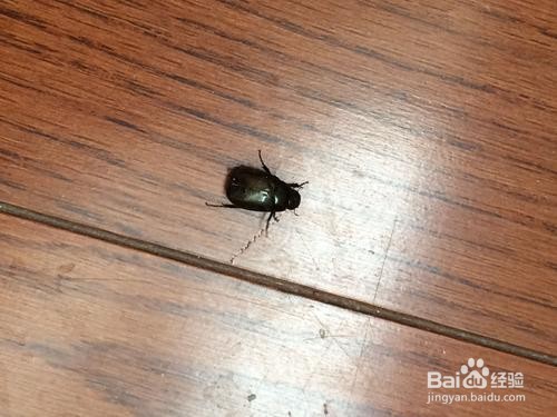 家里蟑螂多有什么办法能根除