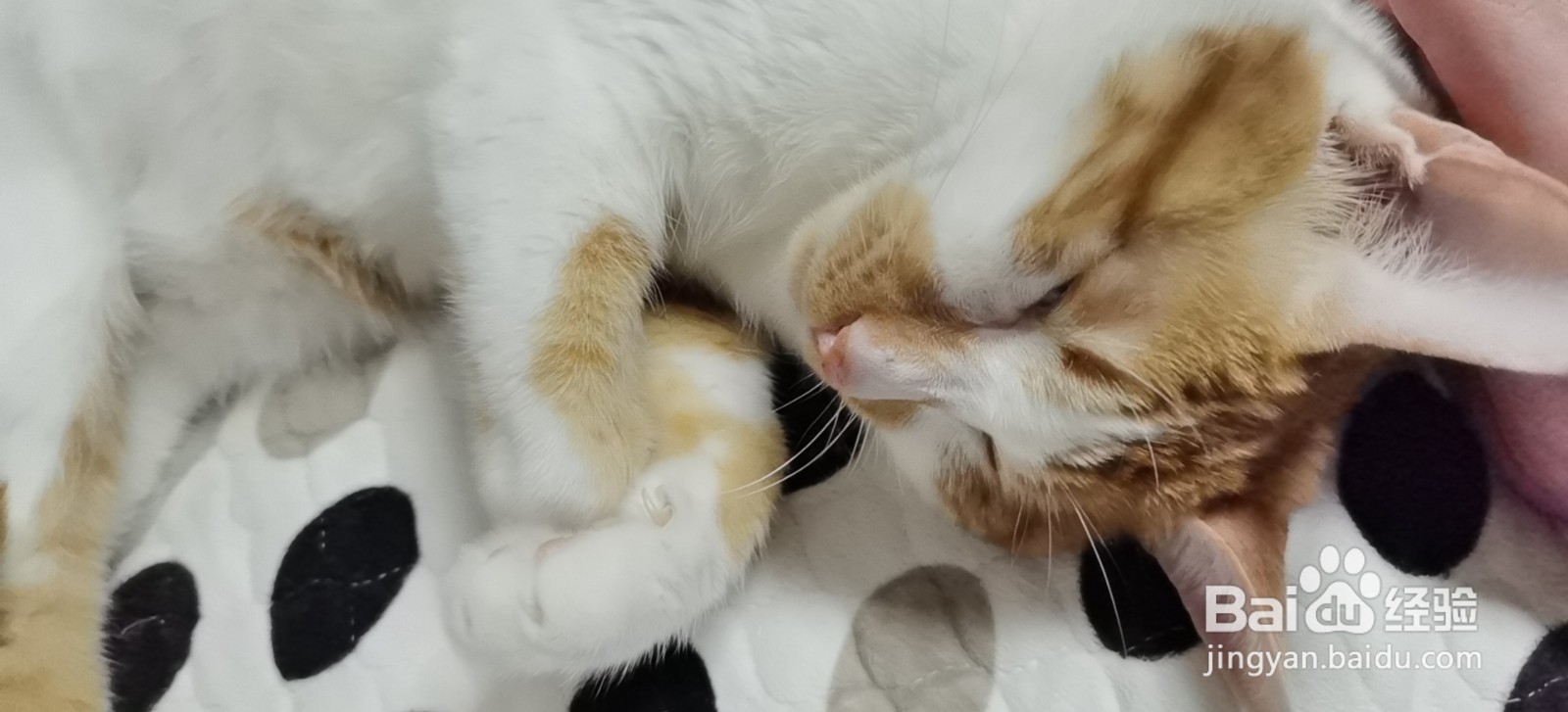 养第二只猫注意事项