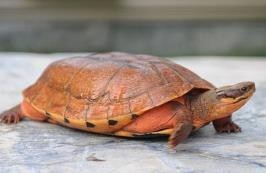 如何寻找野生金钱龟