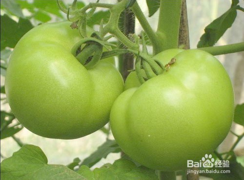 如何认知对身体有害的蔬菜