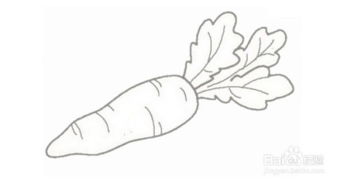 胡萝卜的简笔画