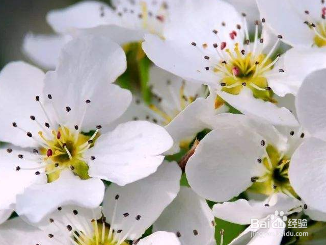 梨花的颜色为什么是白的