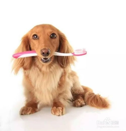 你知道给狗狗刷牙有什么注意事项吗？