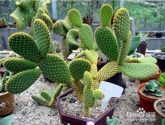 北方怎么种植养好盆栽仙人掌