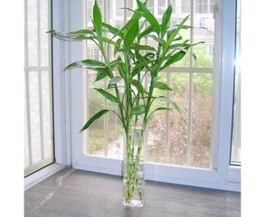 适合种植在室内的植物