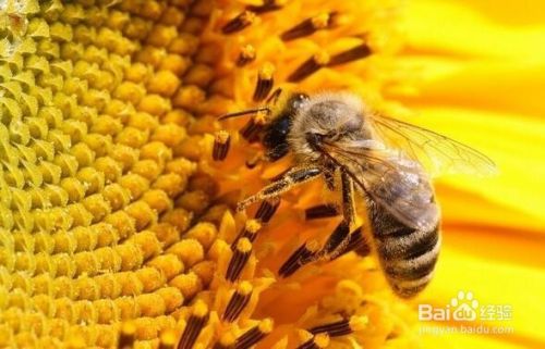 专家讲解蜜蜂花粉的10大保健功效与作用 百度经验