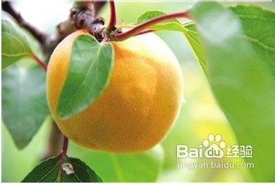 春暖花开去郊游京城骑行攻略