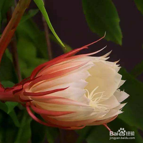 昙花代表什么象征意义