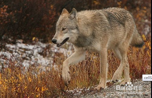 学习狼生存的哲学