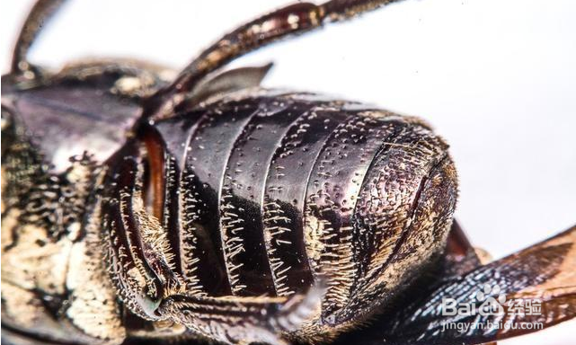 农村抓来喂鸡的“瞎打碰”为什么越来越少了？