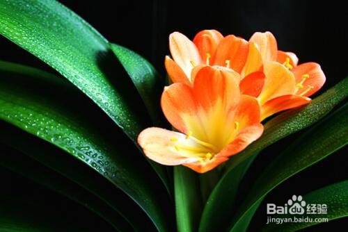 君子兰下垂的解决方法