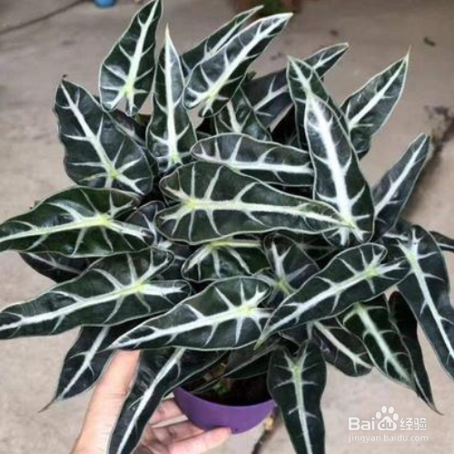 小仙女竹芋的养殖方法和注意事项