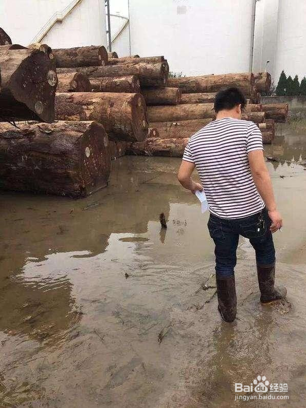 红木老师傅现场处理3400年非洲树王