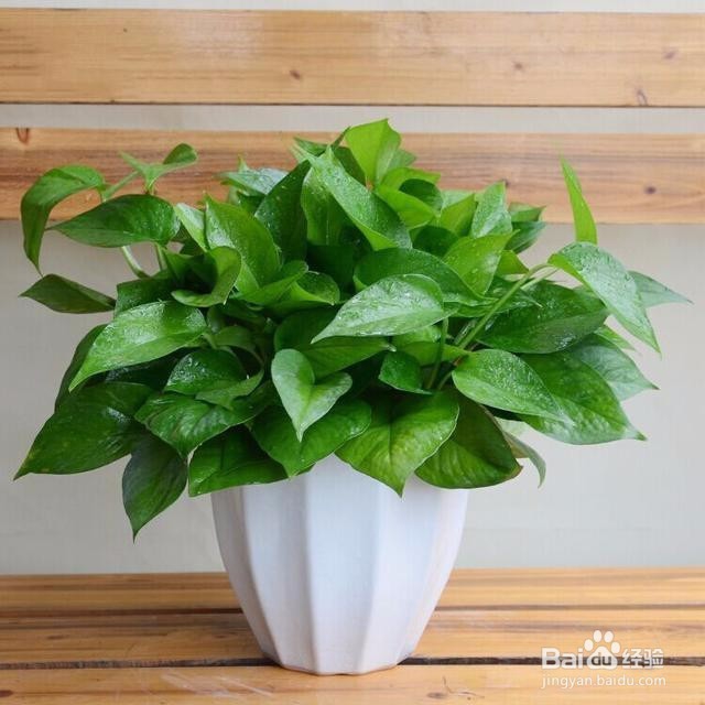 怎么样去除室内甲醛