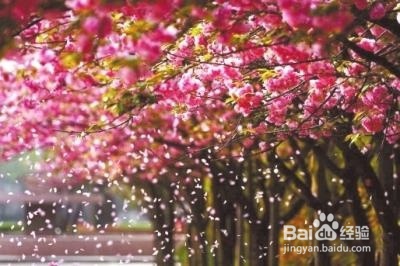 鹤壁赏樱花攻略