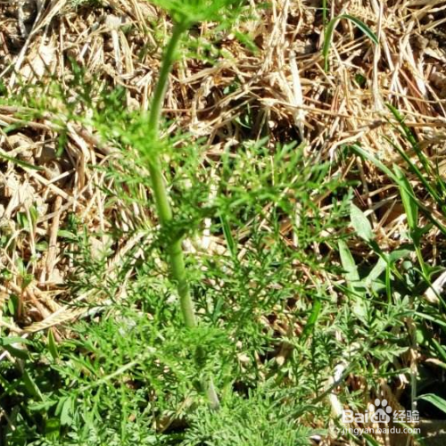 播娘蒿的培育方法和注意事项