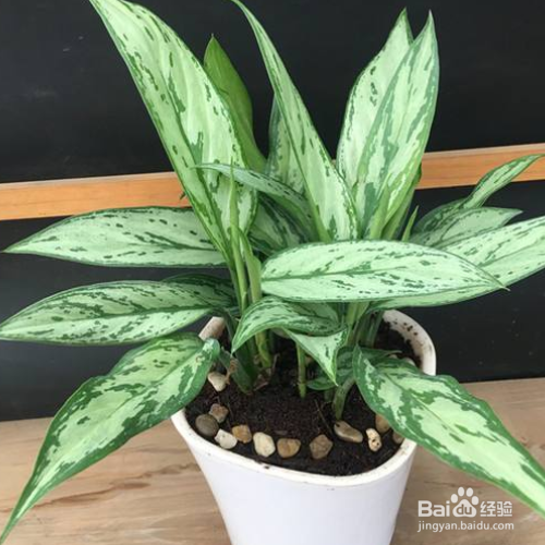 银皇后叶子发黄怎么办