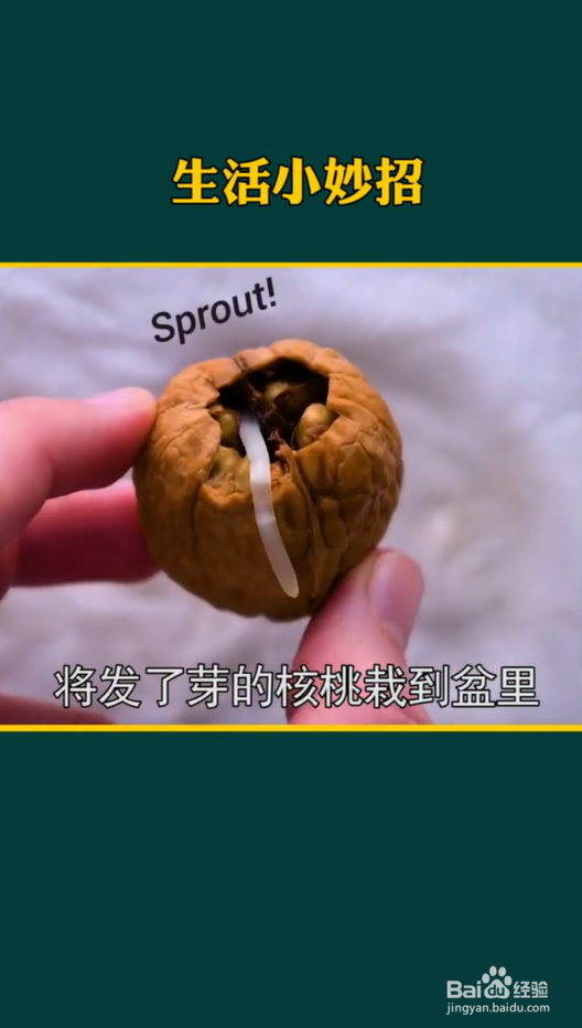 生活小妙招之种植小妙招
