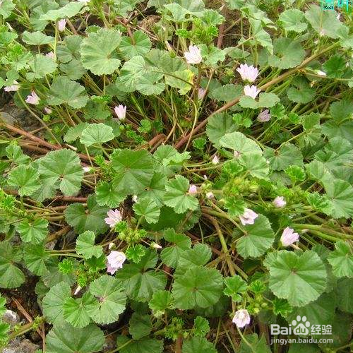 圆叶锦葵的培育方法和注意事项