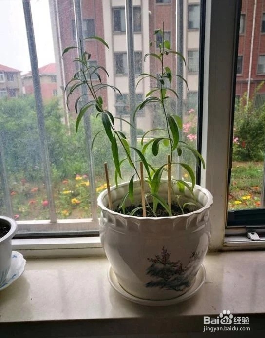 枸杞苗的繁殖种植方法