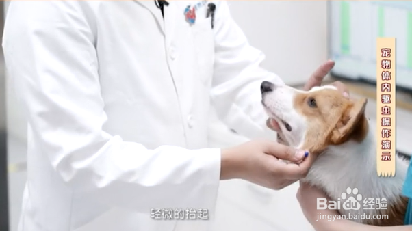 如何给宠物正确的驱虫