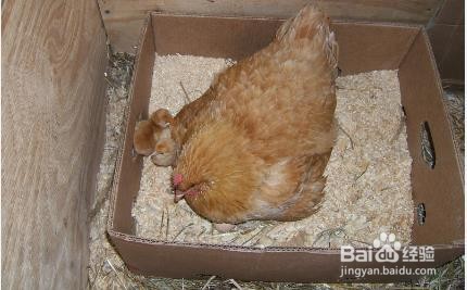 怎么让母鸡抱窝孵小鸡