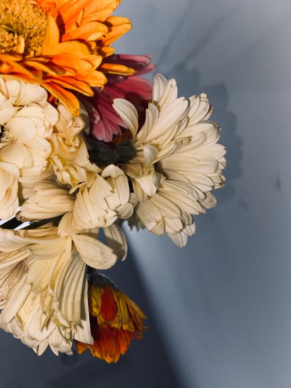 夏季海底椰雪梨冻