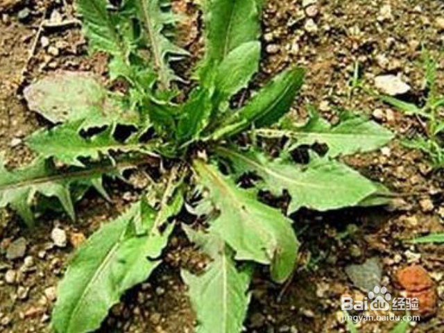 独行菜和荠菜有什么不同吗