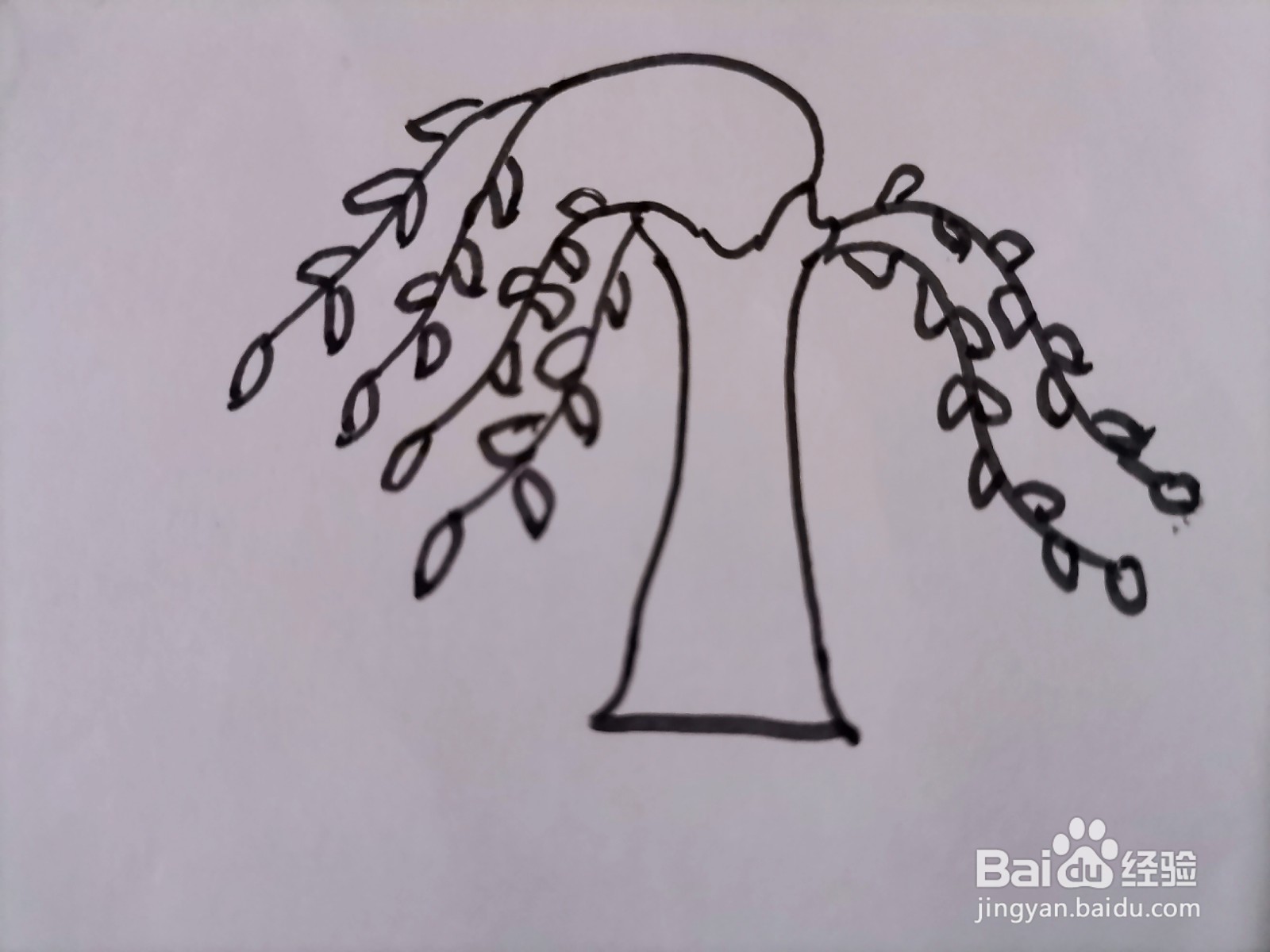 儿童简笔画 一棵柳树