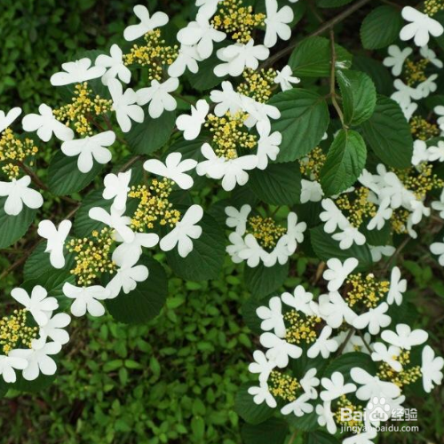 荚蒾的培育方法和注意事项