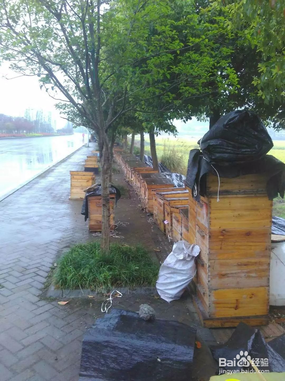 蜜蜂养殖步骤