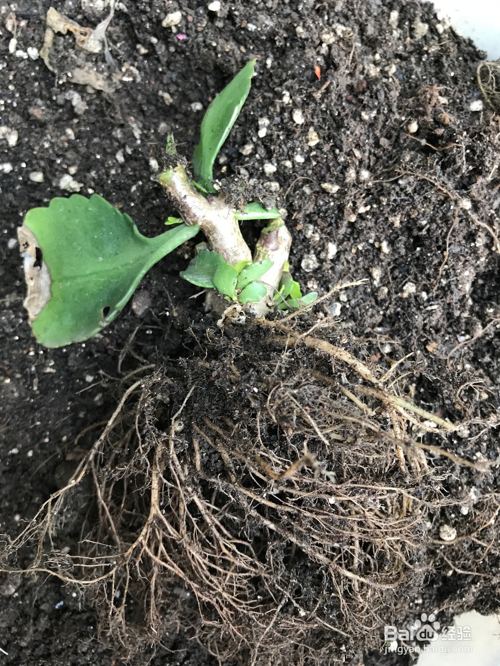 长寿花开败后的处理方法