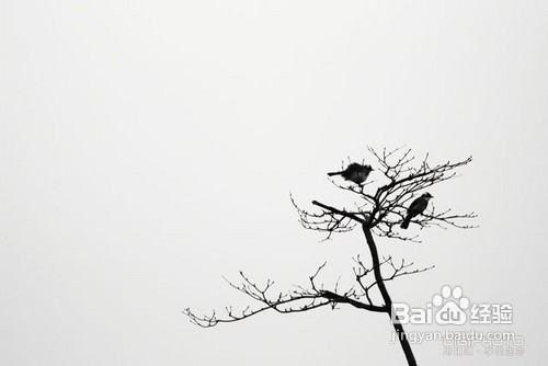 5种极简风格拍摄技巧