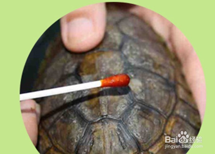 家庭养巴西龟的注意事项