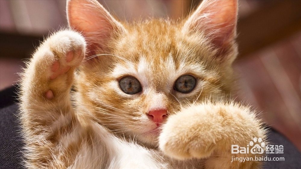 爱猫达人:铲屎官只给爱猫吃商品猫粮可以吗