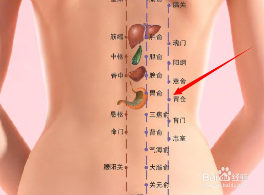 胃仓穴位位置图和作用