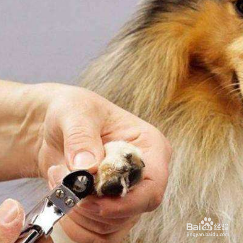 狗狗美容护理有哪些注意事项？