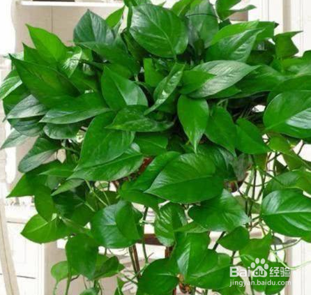 冬天养绿萝的小妙招
