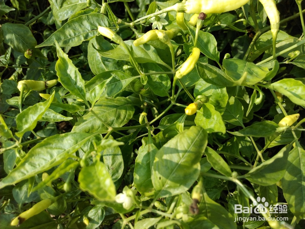 周末去哪里——带孩子去田间走走