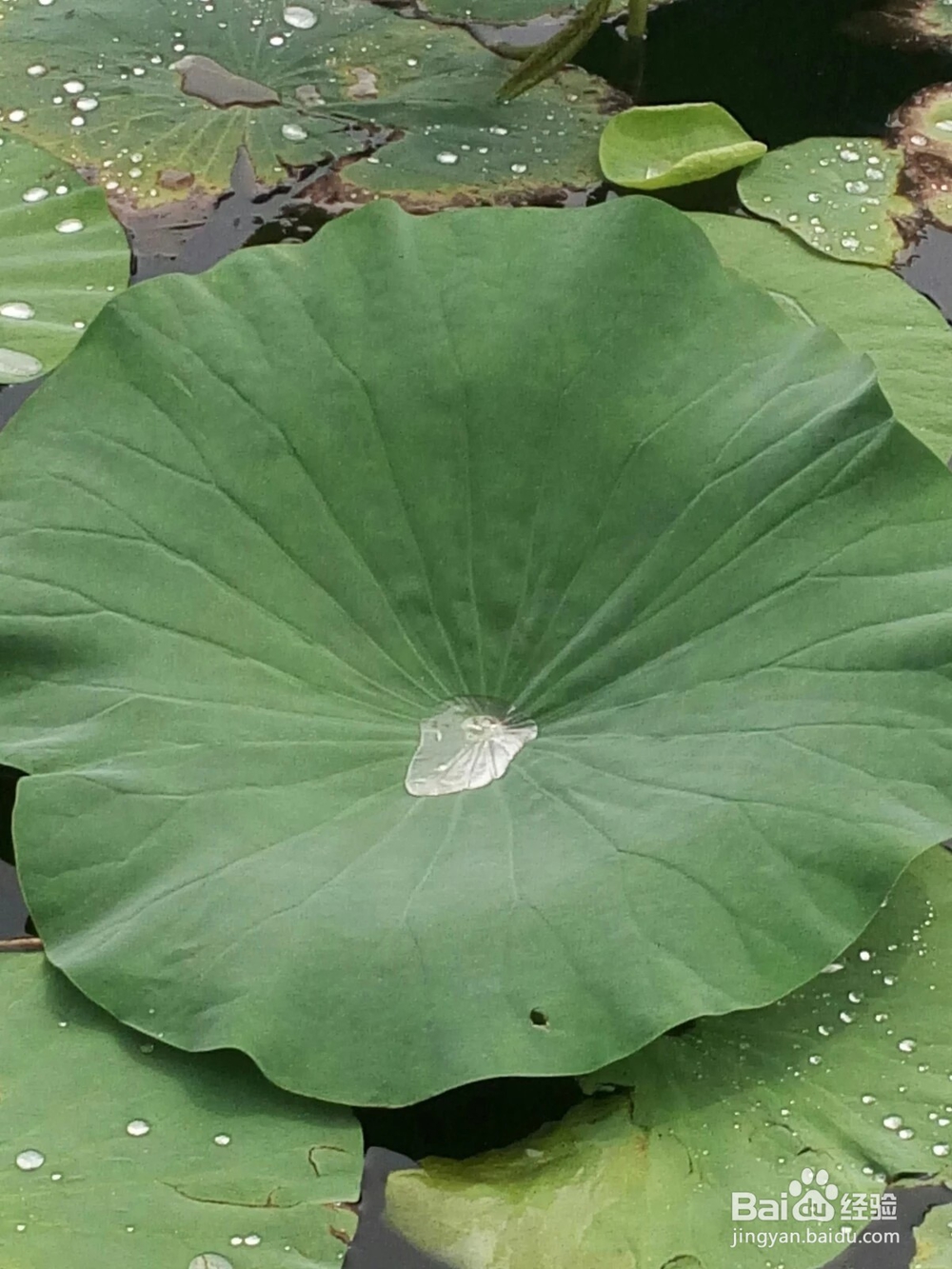 认识五颜六色高观赏价值的花卉及用途